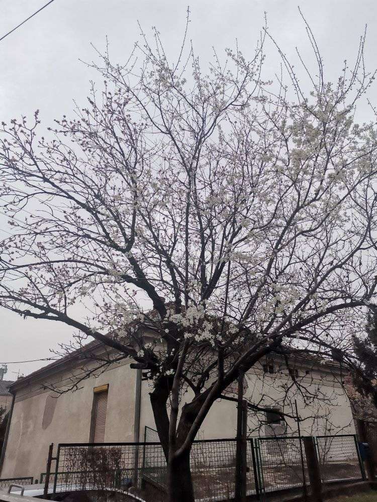 Procvetala višnja u Prokuplju
